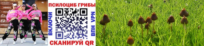 Купить закладки  Городище  Галлюциногенные грибы Psilocybine cubensis 